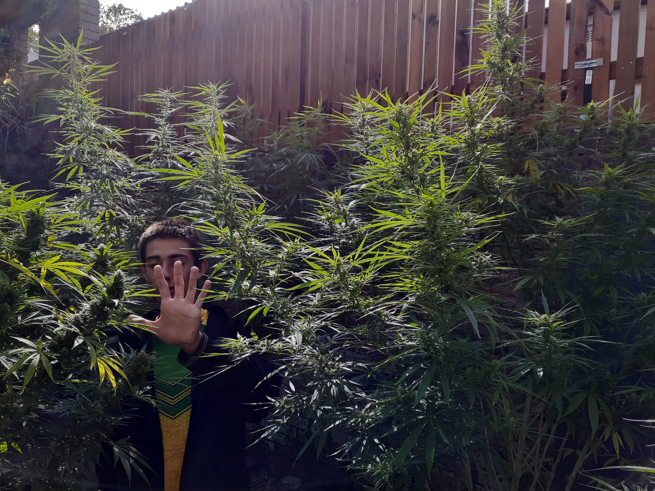 How to Keep Your Outdoor Plant Safe