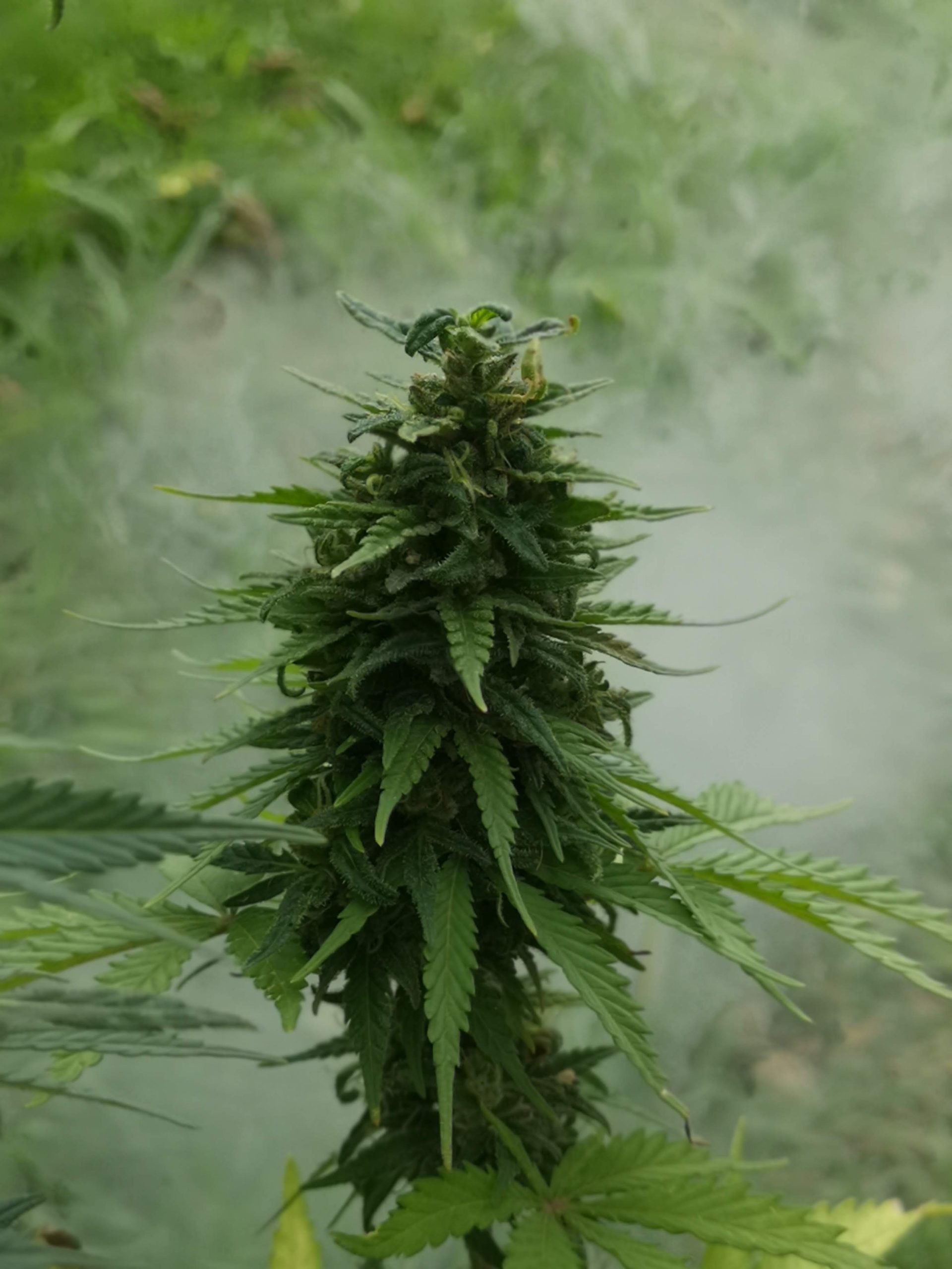 Characteristics & Abnormalities Found in Cannabis