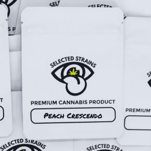 AAA Grade Indoor Peach Crescendo (Hybrid)